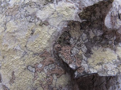 [Pertusaria heterochroa]